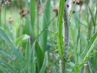 Cirsium rivulare 12, Oeverdistel, Saxifraga-Rutger Barendse