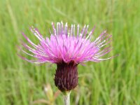 Cirsium rivulare 13, Oeverdistel, Saxifraga-Rutger Barendse