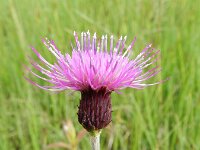 Cirsium rivulare 13, Saxifraga-Rutger Barendse