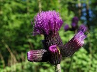 Cirsium rivulare 14, Oeverdistel, Saxifraga-Hans Dekker