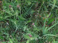 Cirsium rivulare 15, Saxifraga-Rutger Barendse