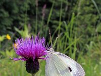 Cirsium rivulare 16, Oeverdistel, Saxifraga-Jeroen Willemsen