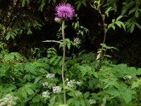 Cirsium rivulare 17, Oeverdistel, Saxifraga-Ed Stikvoort