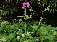 Cirsium rivulare 17, Saxifraga-Ed Stikvoort