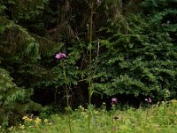 Cirsium rivulare 19, Oeverdistel, Saxifraga-Ed Stikvoort