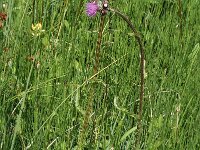 Cirsium rivulare 2, Oeverdistel, Saxifraga-Marijke Verhagen