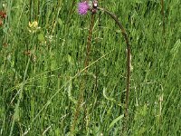 Cirsium rivulare 2, Saxifraga-Marijke Verhagen
