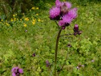 Cirsium rivulare 20, Oeverdistel, Saxifraga-Ed Stikvoort