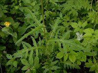 Cirsium rivulare 21, Oeverdistel, Saxifraga-Ed Stikvoort