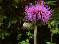 Cirsium rivulare 22, Oeverdistel, Saxifraga-Ed Stikvoort
