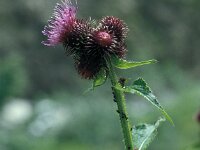 Cirsium rivulare 24, Saxifraga-Jan van der Straaten