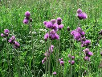 Cirsium rivulare 3, Oeverdistel, Saxifraga-Jan Willem Jongepier