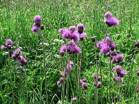 Cirsium rivulare 3, Saxifraga-Jan Willem Jongepier