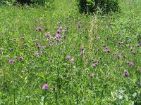 Cirsium rivulare 4, Oeverdistel, Saxifraga-Jasenka Topic