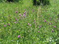 Cirsium rivulare 4, Saxifraga-Jasenka Topic