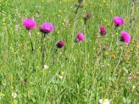 Cirsium rivulare 5, Oeverdistel, Saxifraga-Jasenka Topic