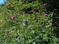 Cirsium rivulare 6, Oeverdistel, Saxifraga-Jasenka Topic