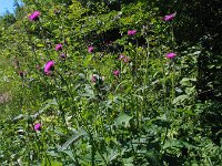 Cirsium rivulare 6, Saxifraga-Jasenka Topic
