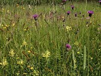 Cirsium rivulare 7, Saxifraga-Hans Boll