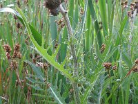 Cirsium rivulare 8, Saxifraga-Rutger Barendse