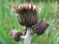 Cirsium rivulare 9, Oeverdistel, Saxifraga-Rutger Barendse