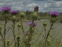 Cirsium vulgare 11, Speerdistel, Saxifraga-Jan van der Straaten