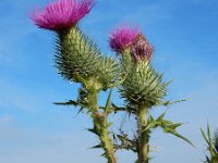 Cirsium vulgare 20, Speerdistel, Saxifraga-Ed Stikvoort