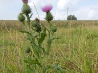 Cirsium vulgare 25, Speerdistel, Saxifraga-Ed Stikvoort