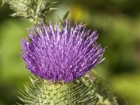 Cirsium vulgare 3, Speerdistel, Saxifraga-Jan van der Straaten