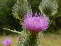 Cirsium vulgare 30, Speerdistel, Saxifraga-Ed Stikvoort