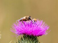 Cirsium vulgare 32 Speerdistel, Saxifraga-Bart Vastenhouw