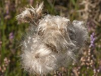 Cirsium vulgare 38, Speerdistel, Saxifraga-Jan van der Straaten