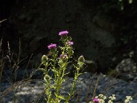 Cirsium vulgare 8, Speerdistel, Saxifraga-Jan van der Straaten