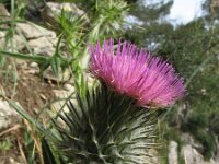 Cirsium vulgare 9, Speerdistel, Saxifraga-Rutger Barendse