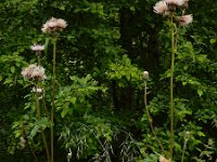 Cirsium x erucagineum 2, hybride Moesdistel en Oeverdistel, Saxifraga-Ed Stikvoort