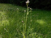 Cirsium x erucagineum 3, hybride Moesdistel en Oeverdistel, Saxifraga-Ed Stikvoort