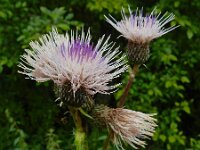 Cirsium x erucagineum 4, hybride Moesdistel en Oeverdistel, Saxifraga-Ed Stikvoort