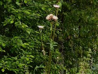 Cirsium x erucagineum 5, hybride Moesdistel en Oeverdistel, Saxifraga-Ed Stikvoort