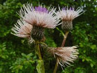 Cirsium x erucagineum 6, hybride Moesdistel en Oeverdistel, Saxifraga-Ed Stikvoort