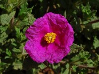 Cistus crispus 12, Saxifraga-Hans Grotenhuis