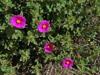 Cistus crispus 13, Saxifraga-Hans Grotenhuis