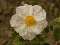Cistus crispus 14, Saxifraga-Willem van Kruijsbergen