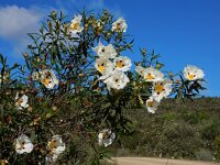 Cistus ladanifer 30, Saxifraga-Ed Stikvoort