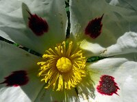 Cistus ladanifer 36, Saxifraga-Hans Grotenhuis