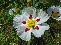 Cistus ladanifer 39, Saxifraga-Hans Grotenhuis