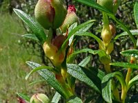 Cistus ladanifer 41, Saxifraga-Hans Grotenhuis