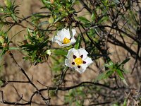 Cistus ladanifer 42, Saxifraga-Michiel Drok