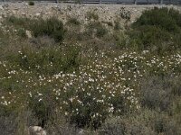 Cistus monspeliensis 10, Saxifraga-Willem van Kruijsbergen