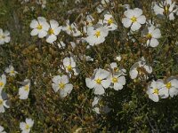 Cistus monspeliensis 11, Saxifraga-Jan van der Straaten