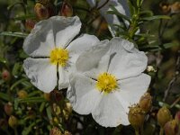 Cistus monspeliensis 19, Saxifraga-Willem van Kruijsbergen